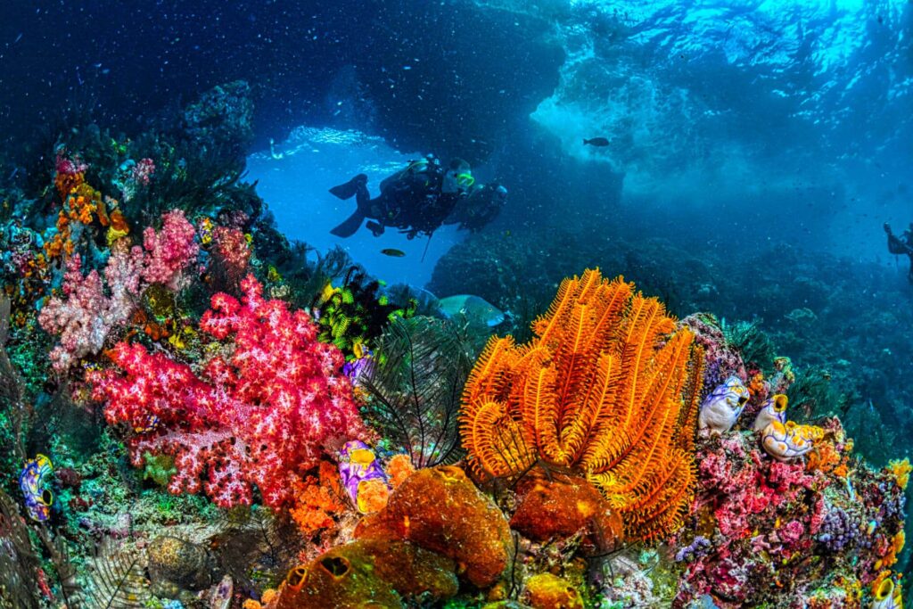 Scuba divers in underwater reef